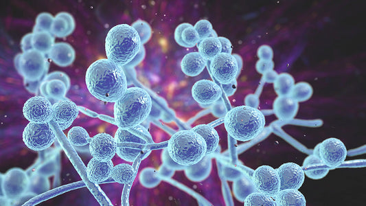 Cleanse Yeast with Syntol Probiotic Enzyme