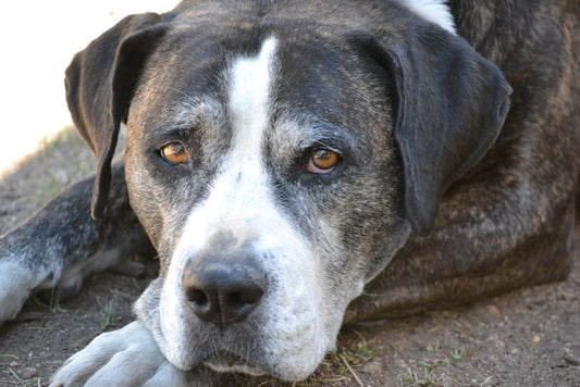 Canine Heart Health, and Longevity