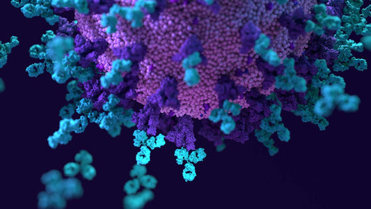 Immune Support With Enzymes