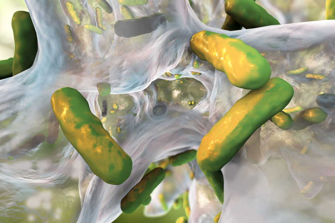 Neprinol Enzymes for Biofilms