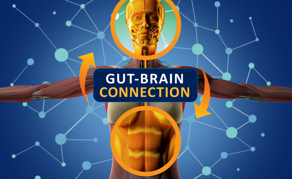 Syntol Probiotic The Gut Brain Connection